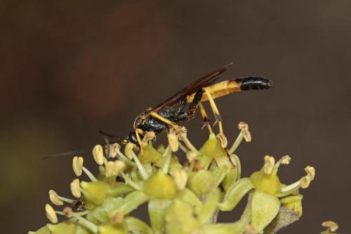 Réf. 295 255 : Ichneumon sp.